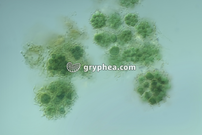 Propagules de Lichen x200 - gryphea.com